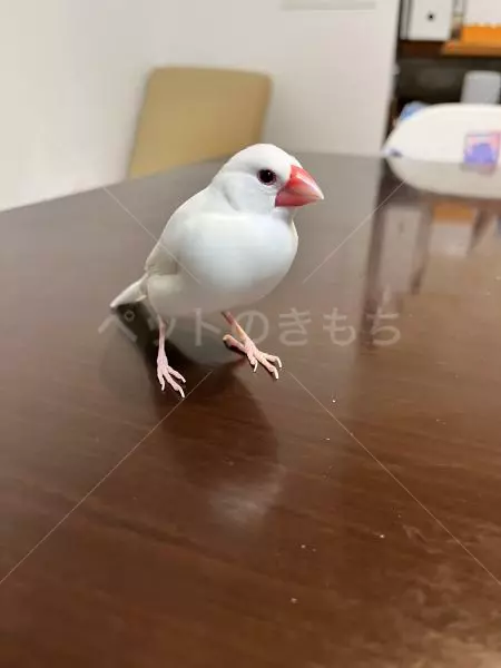 迷子鳥の画像