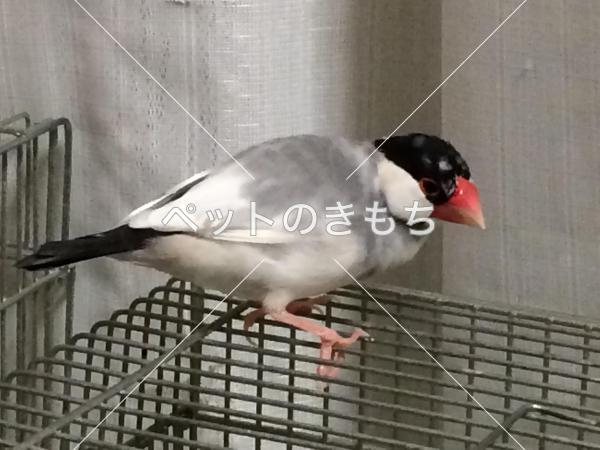 迷子鳥の画像