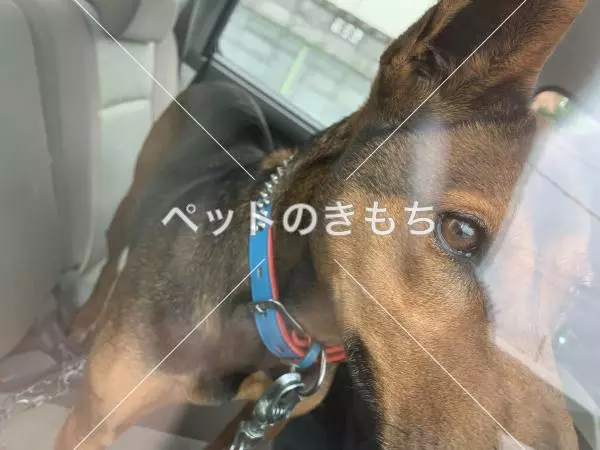 保護犬の画像