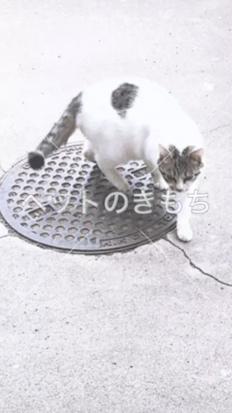 迷子猫の画像