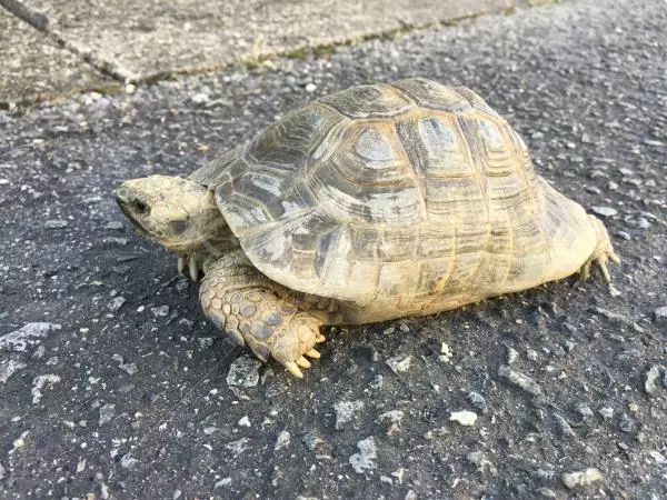 迷子ペットの画像