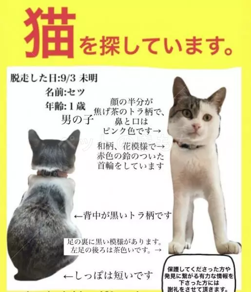 迷子猫の画像
