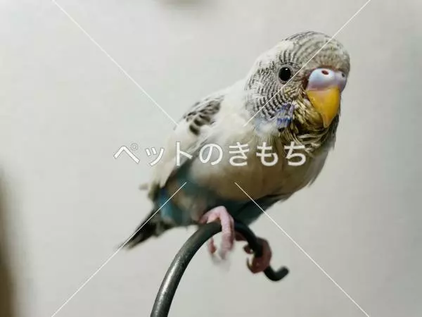 迷子鳥の画像
