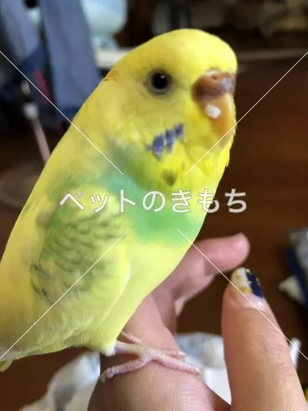 迷子鳥の画像