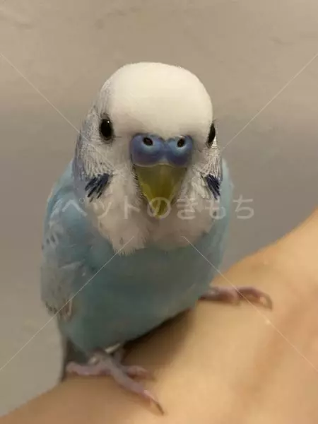 コメントの画像