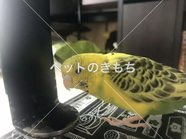 コメント投稿の画像