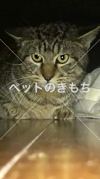 コメント投稿の画像