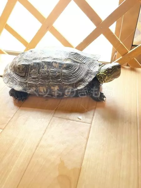 迷子ペットの画像