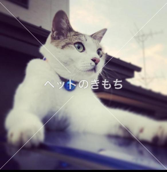 迷い猫の写真