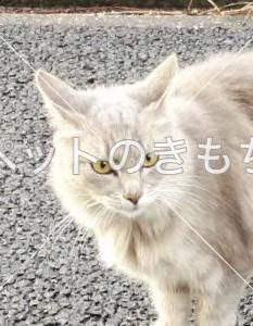 迷い猫の写真