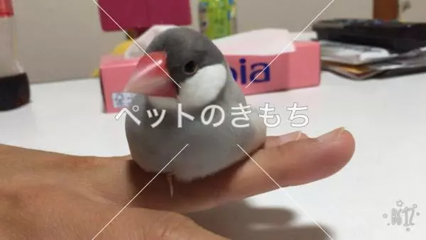 迷子鳥の画像