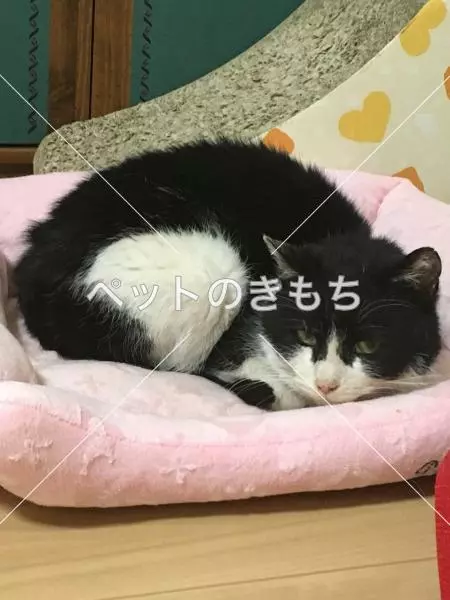 保護猫の画像