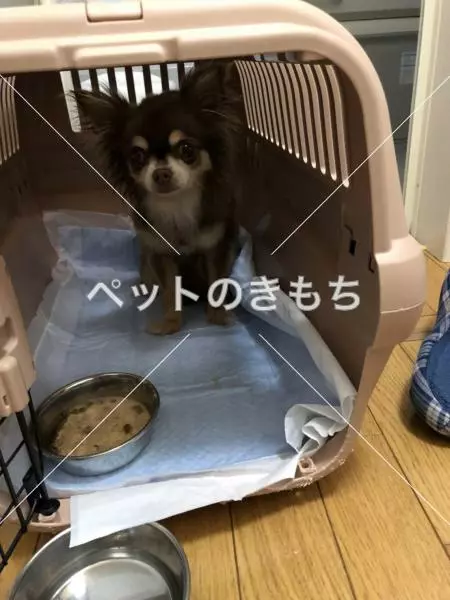 保護犬の画像