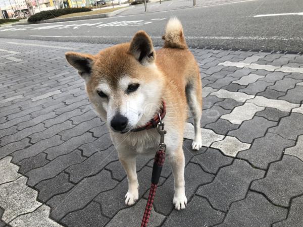 迷子犬の写真