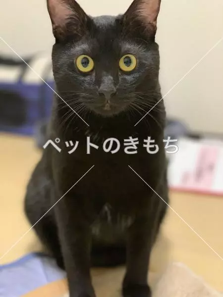 迷子猫の画像