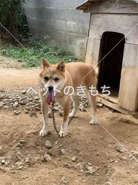 迷子犬の画像