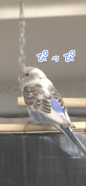 迷子鳥の画像