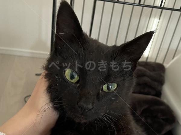 迷子猫の画像