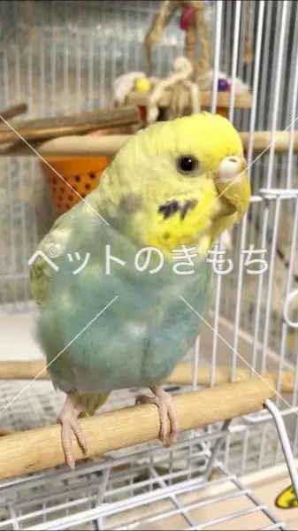 迷子鳥の画像