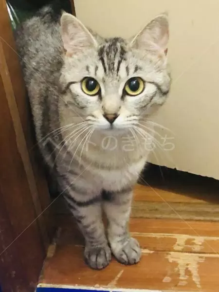 迷子猫の画像