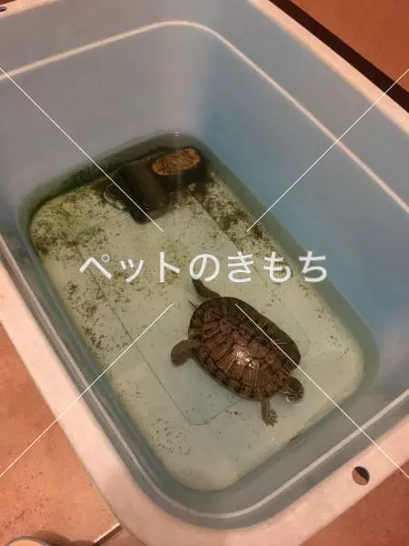 迷子ペットの画像