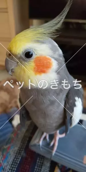 迷子鳥の画像