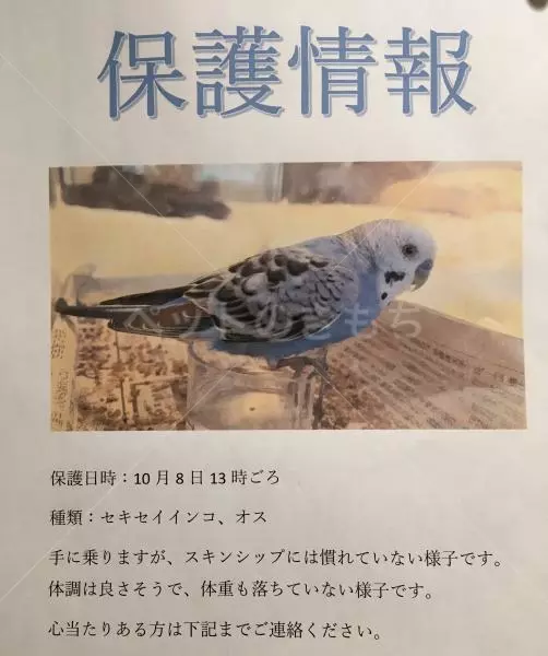 保護鳥の画像