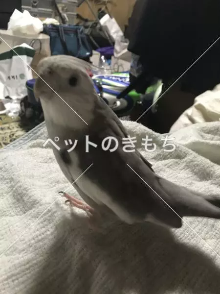 迷子鳥の画像