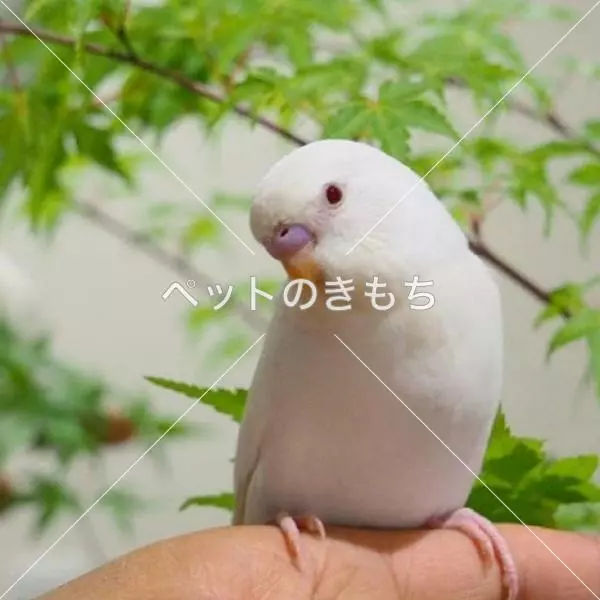 迷子鳥の画像