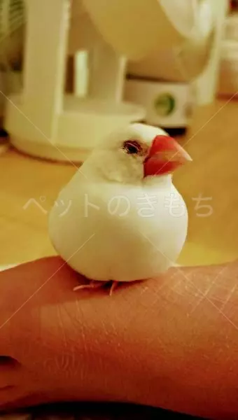 迷子鳥の画像