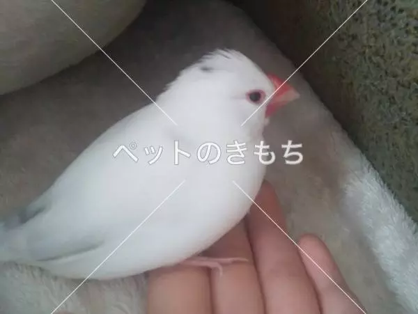 迷子鳥の画像