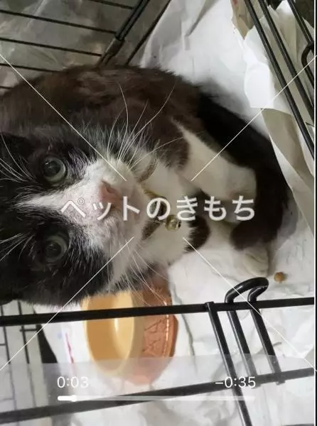 保護猫の画像