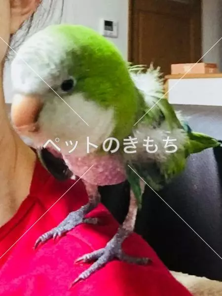 迷子鳥の画像