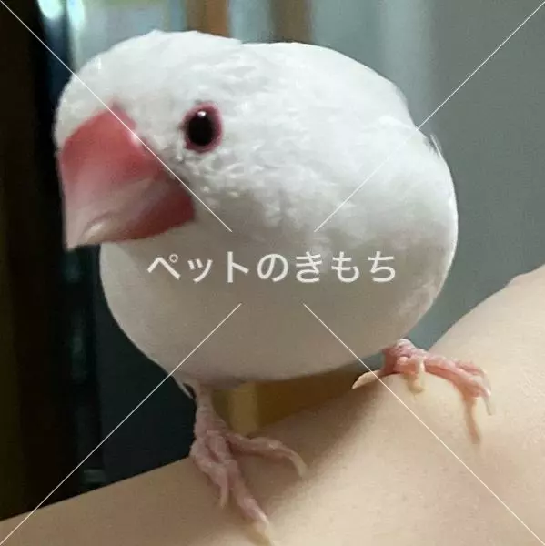 迷子鳥の画像