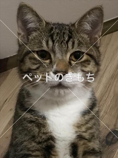 迷い猫の写真