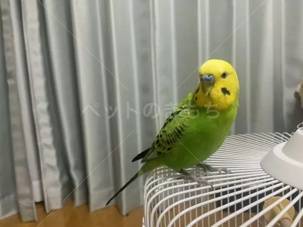 保護鳥の画像
