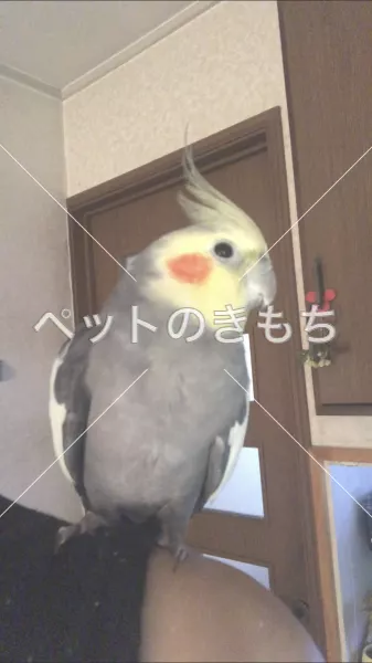 迷子鳥の画像