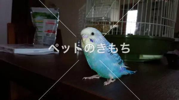 迷子鳥の画像