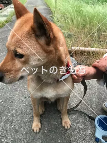 保護犬の画像