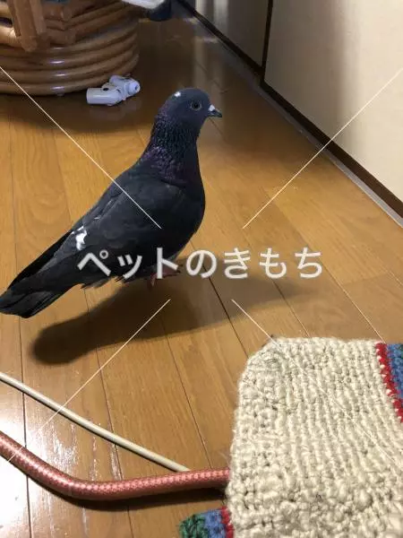 保護鳥の画像