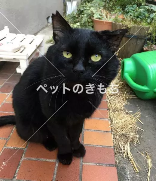 保護猫の画像