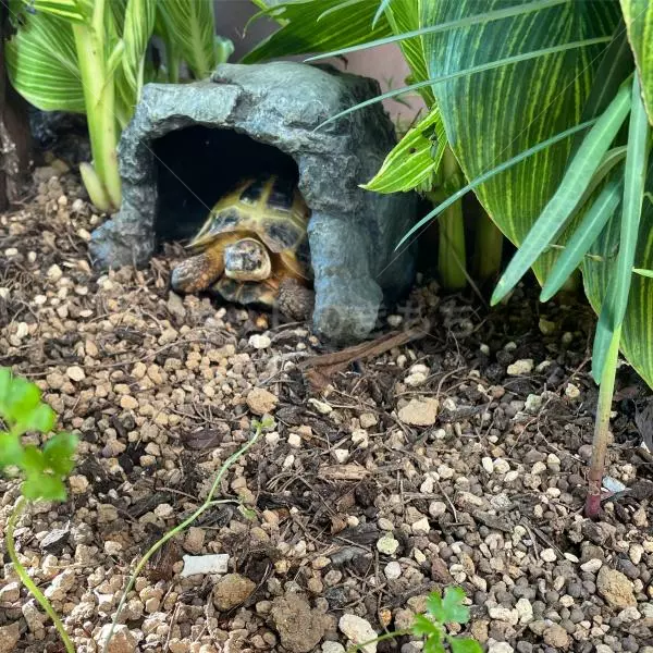 迷子ペットの画像