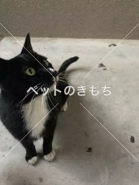 保護猫の画像