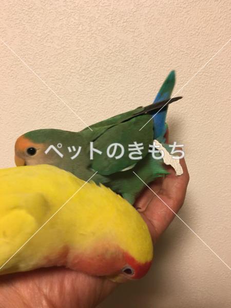 迷子鳥の画像