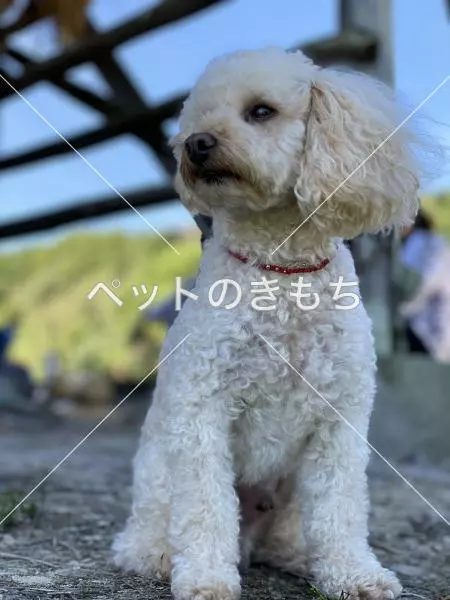 迷子犬の画像
