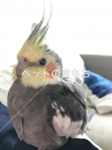 迷子鳥の画像