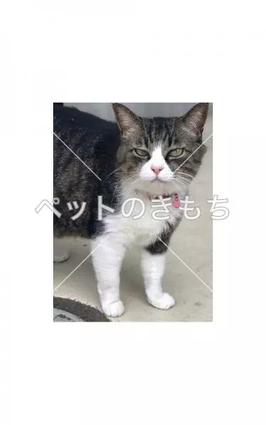 迷子猫の画像