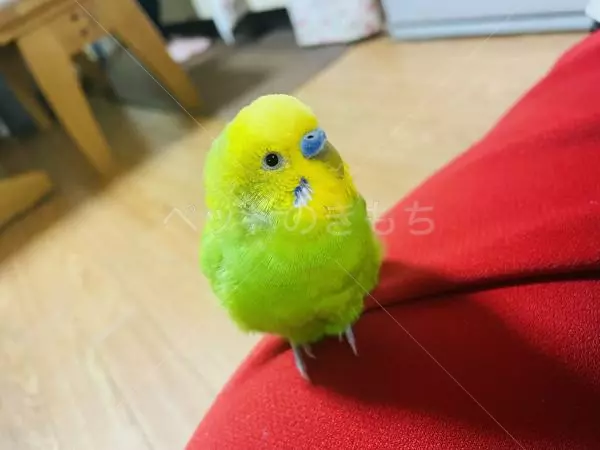 迷子鳥の画像