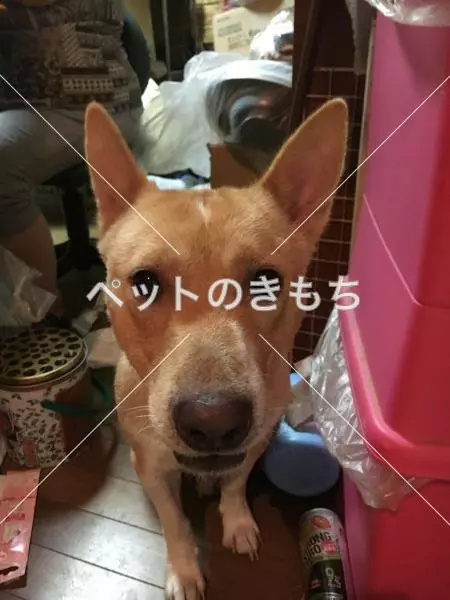 迷子犬の画像