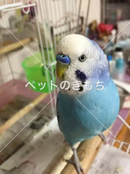 迷子鳥の画像